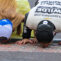 Carson Kvapil Kisses The Bricks In A JR Motorsports 1-2-3-4 Finish At Indianapolis Motor Speedway